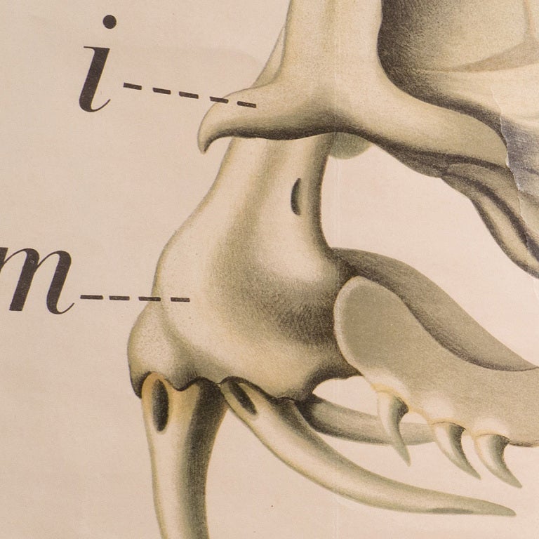 Anatomical Chart of Snake