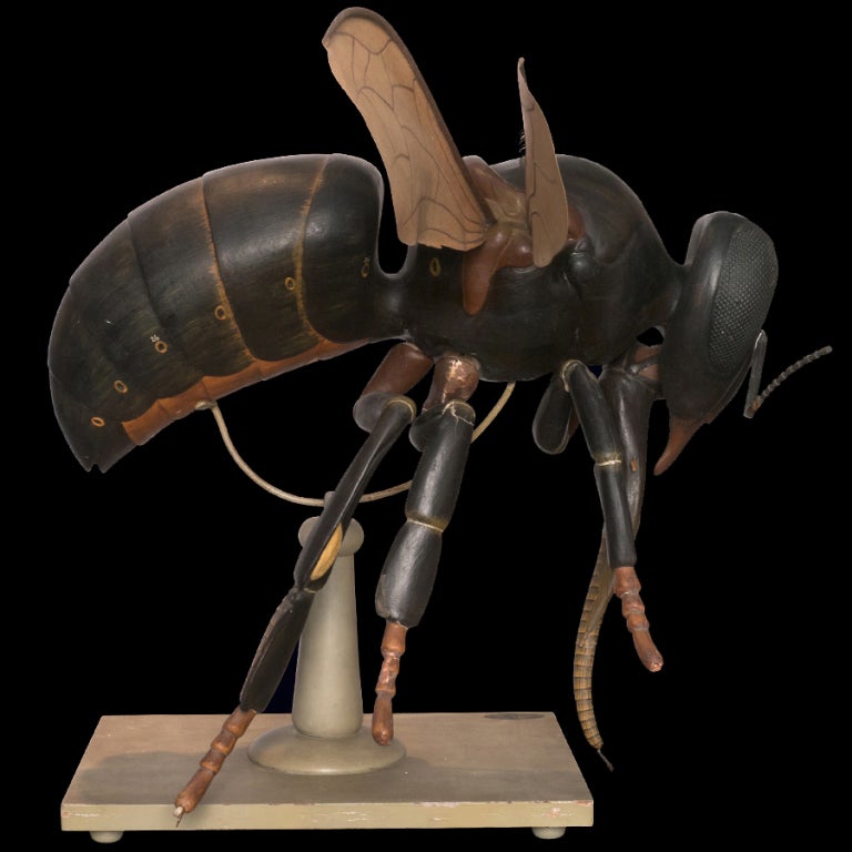 Anatomical model of a bee