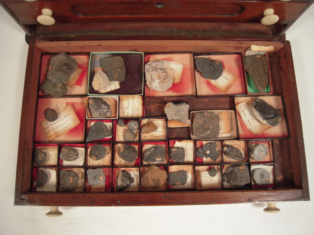 19th C Collector's Rock and Fossil Specimen Collection In Good Condition In Essex, MA