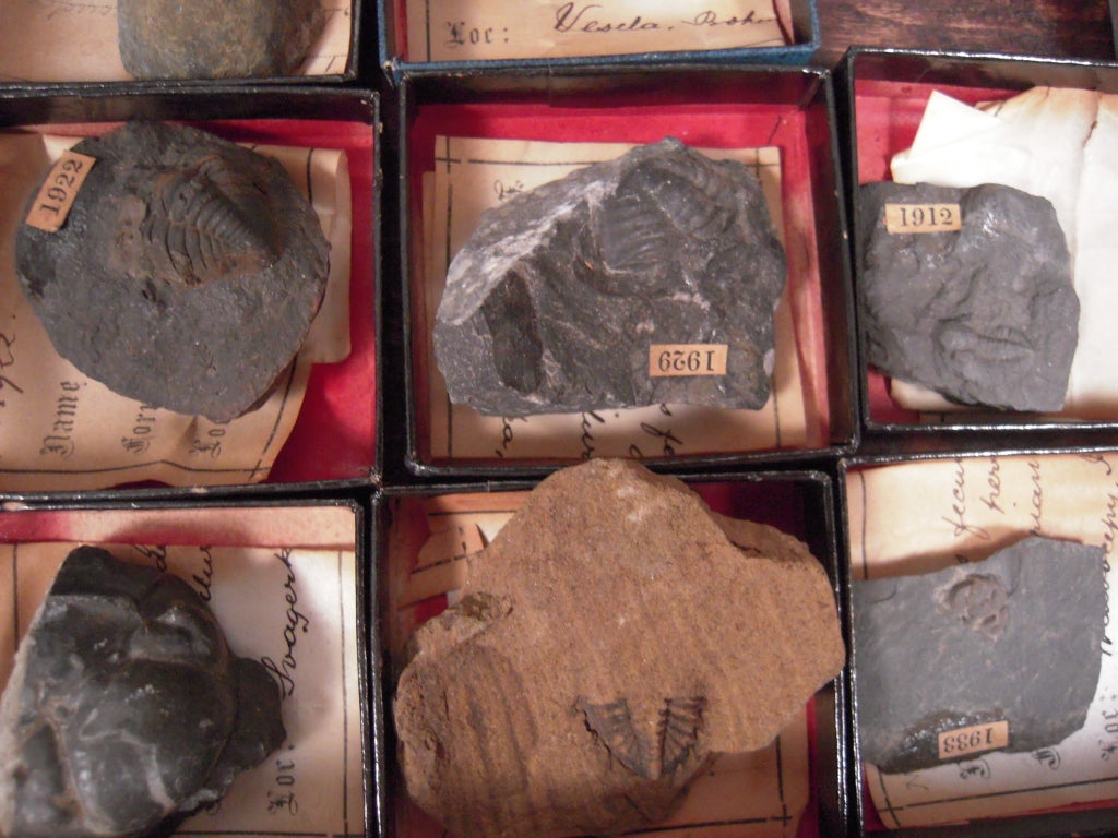 19th Century 19th C Collector's Rock and Fossil Specimen Collection