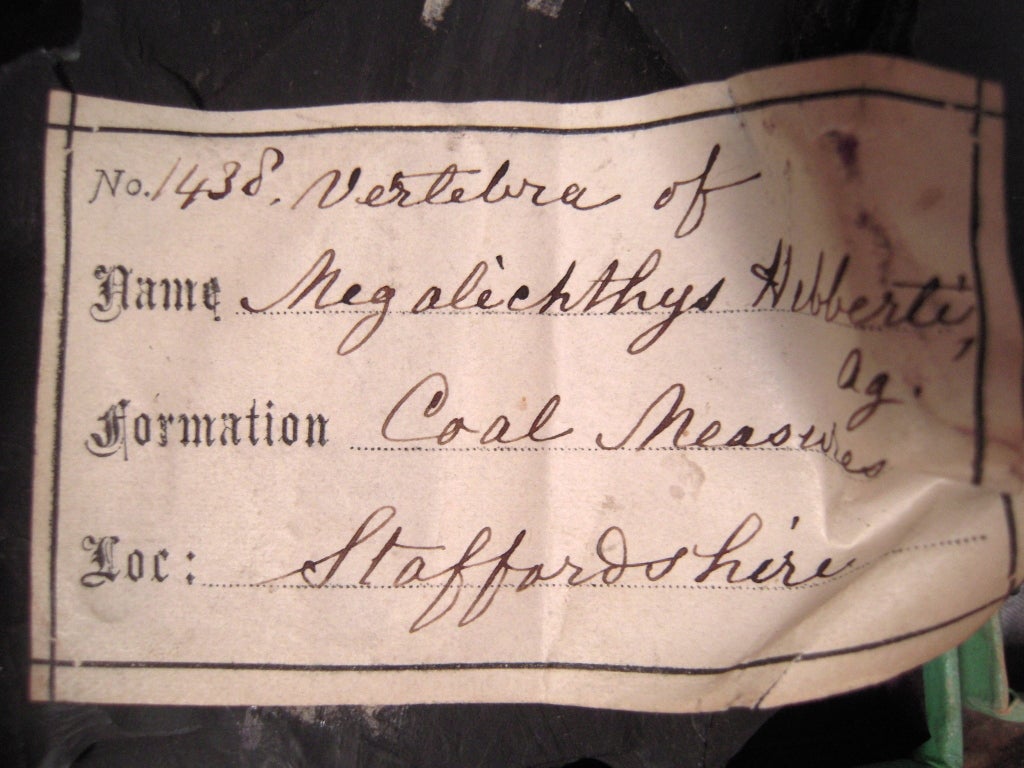 19th C Collector's Rock and Fossil Specimen Collection 1