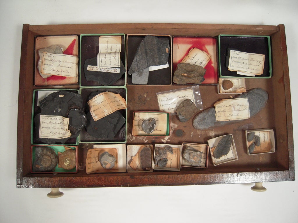 19th C Collector's Rock and Fossil Specimen Collection 4