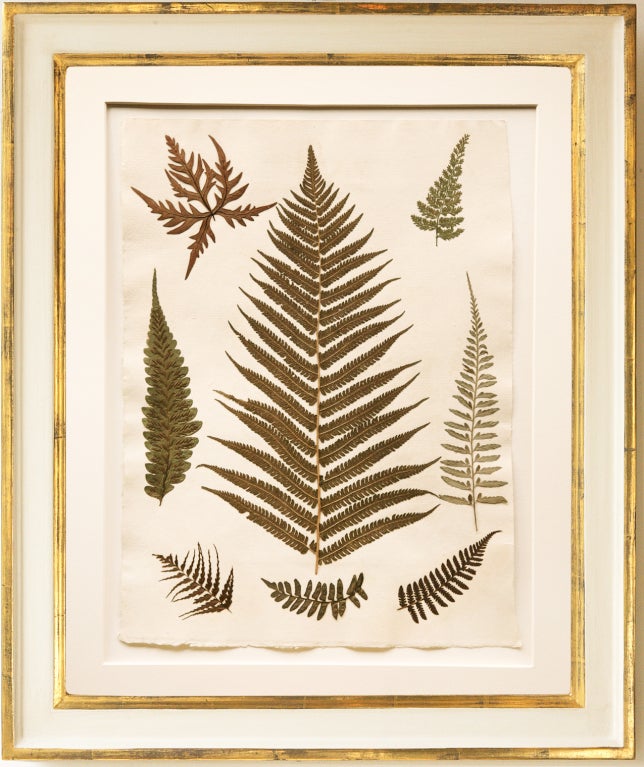 Set of six very fine qualiy pressed ferns, collected by the British soldier; Corporal W.H.Hurn of the 1st Battalion 4th King's Own Royal, whilst in Jamaica in 1880. With no botanical names or information these ferns have been put together purely for