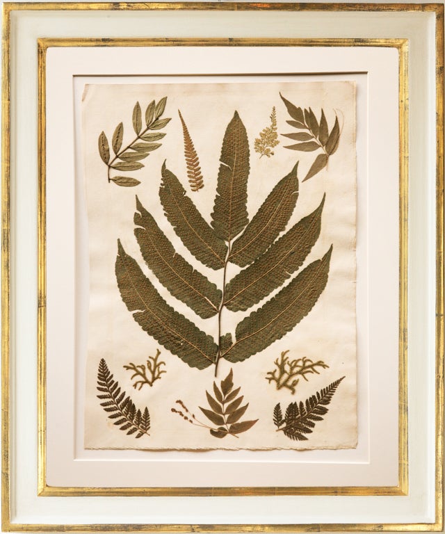 Set of Six Framed Pressed Jamaican Ferns, C.1880 In Good Condition In London, GB