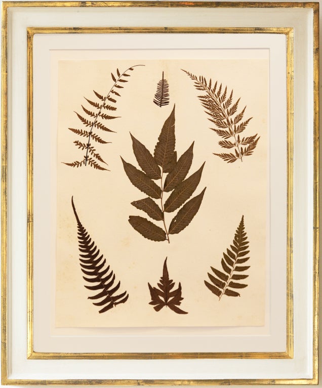 19th Century Set of Six Framed Pressed Jamaican Ferns, C.1880