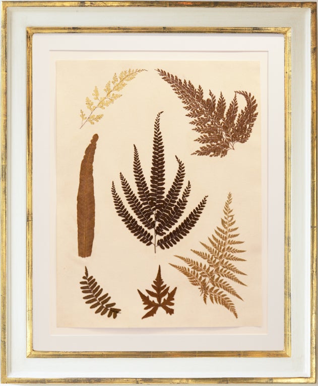 Wood Set of Six Framed Pressed Jamaican Ferns, C.1880