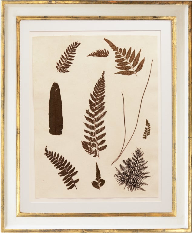 Set of Six Framed Pressed Jamaican Ferns, C.1880 1