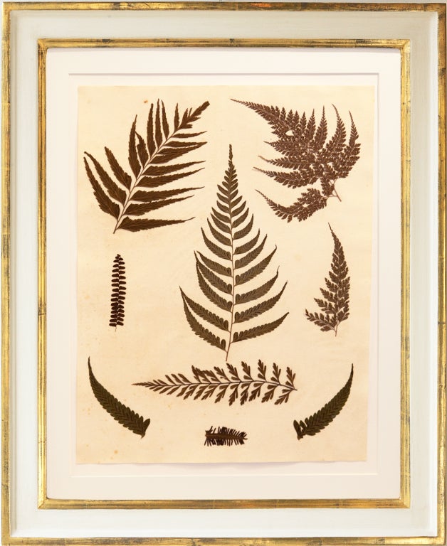 Set of Six Framed Pressed Jamaican Ferns, C.1880 2