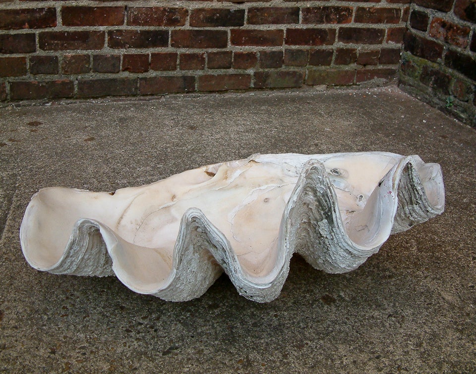 Large South Pacific Clam Shell 1