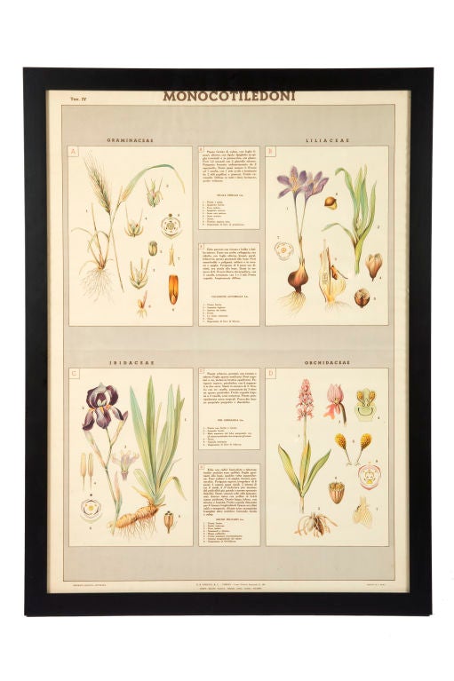 Set of Four Late 19th Century Italian Botanical Prints