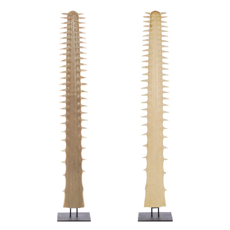 This very large Sawfish snout called a Rostrum, makes a striking and unique decorative accessory. Typically these are found in the 20