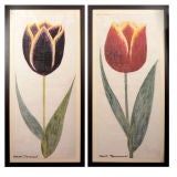 Dutch Tulip Prints, Framed Pair
