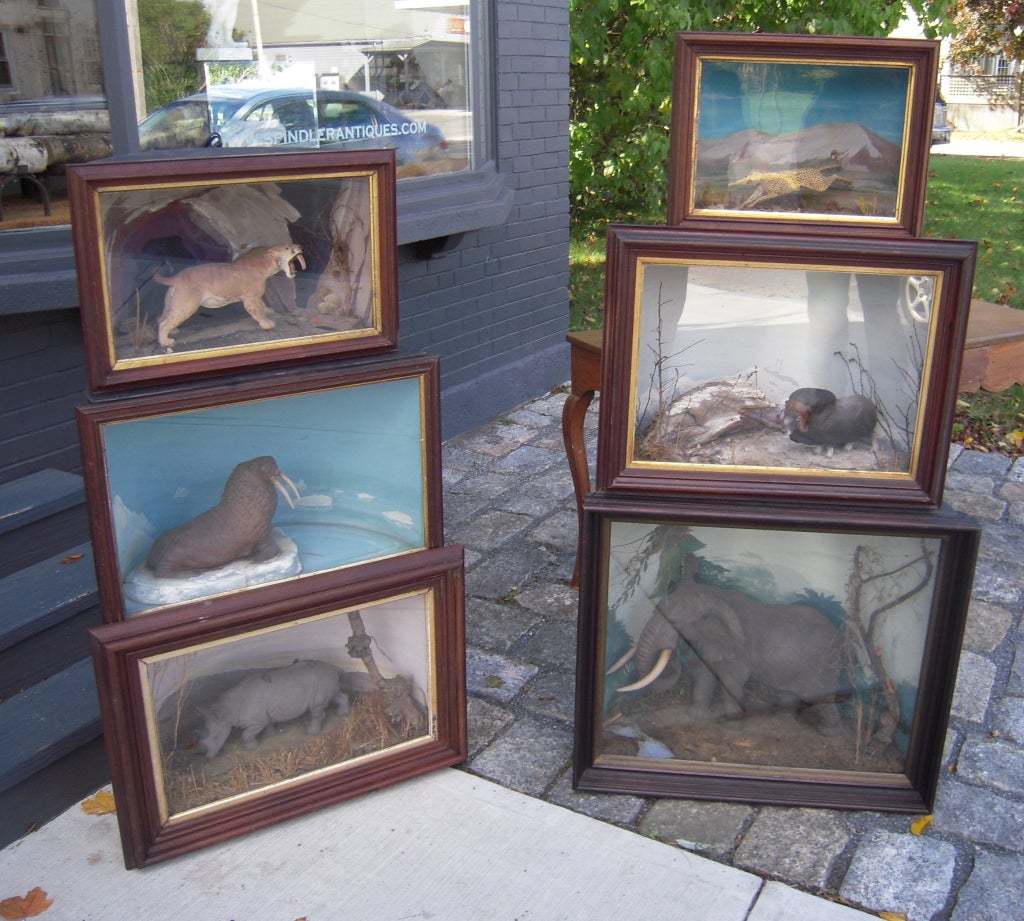 A collection of 4 natural history dioramas, of various sizes, circa 1950s-60s, each with a naturalistically modeled painted plaster animal in its semicircular habitat. represented with a painted back drop and dried plant material (a plaster glacier