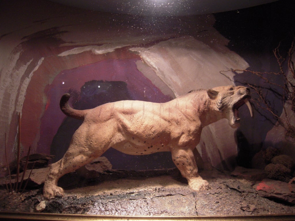 American Natural History Animal Dioramas