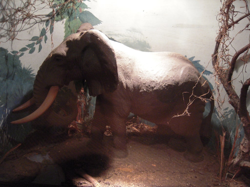 20th Century Natural History Animal Dioramas