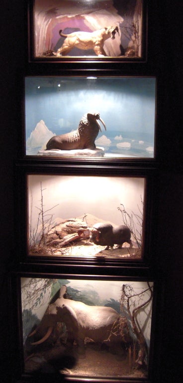Natural History Animal Dioramas 2