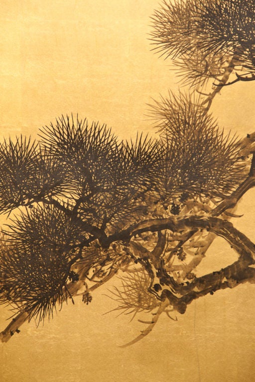 Old Pine Tree 1