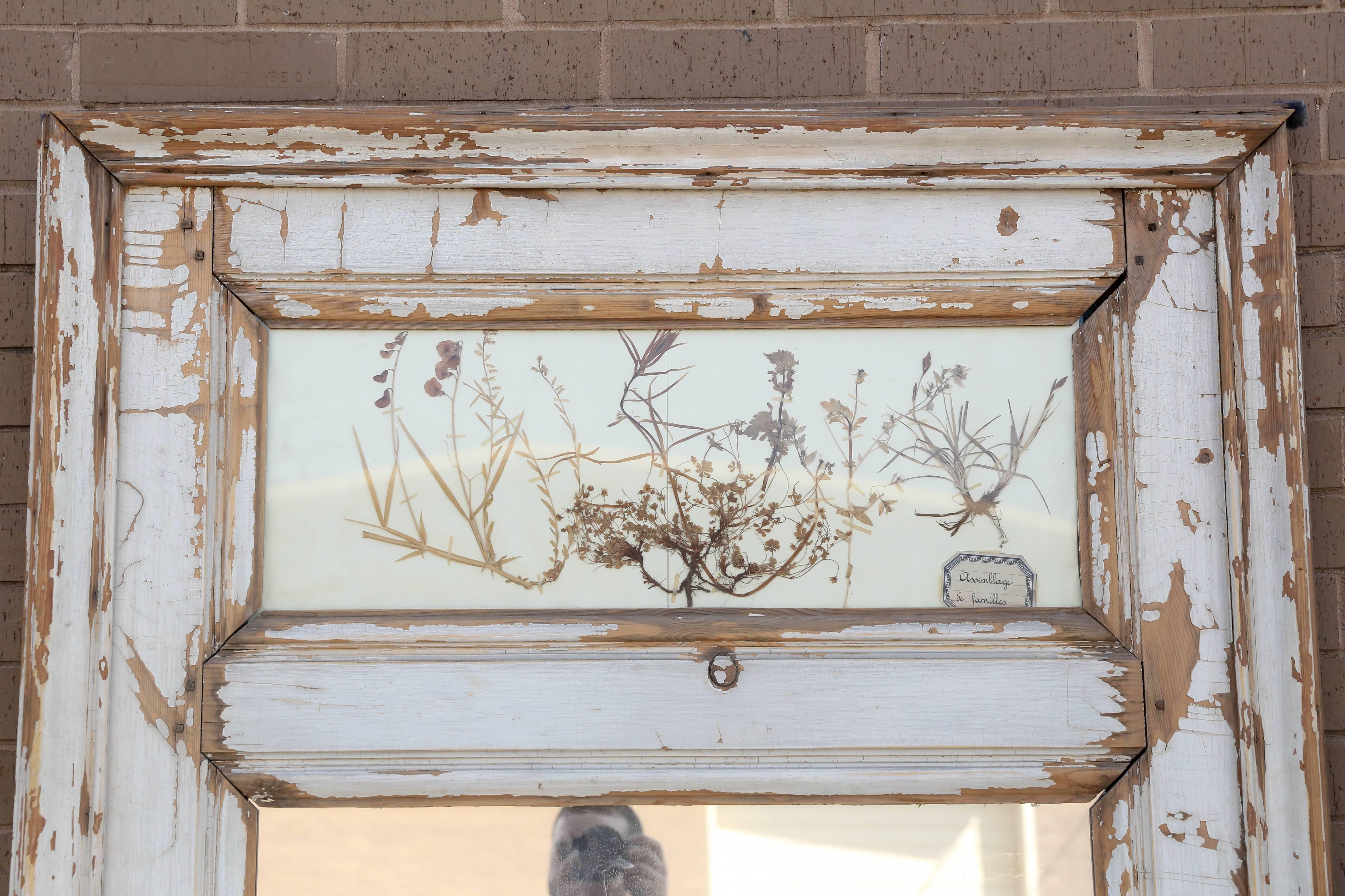 French pressed herb trumeau mirror from the 19th century.