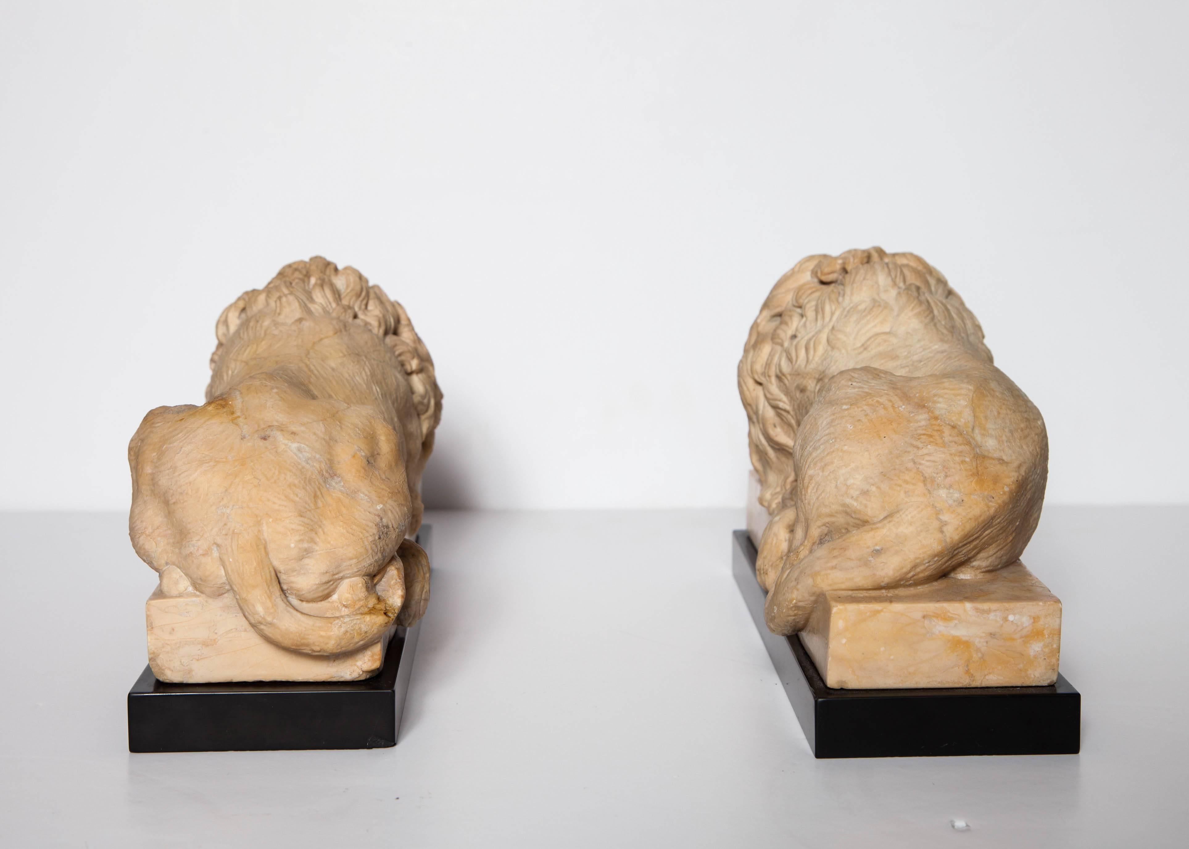 19th Century Pair of Grand Tour Period, Roman Sienna Marble Recumbent Lions after Canova