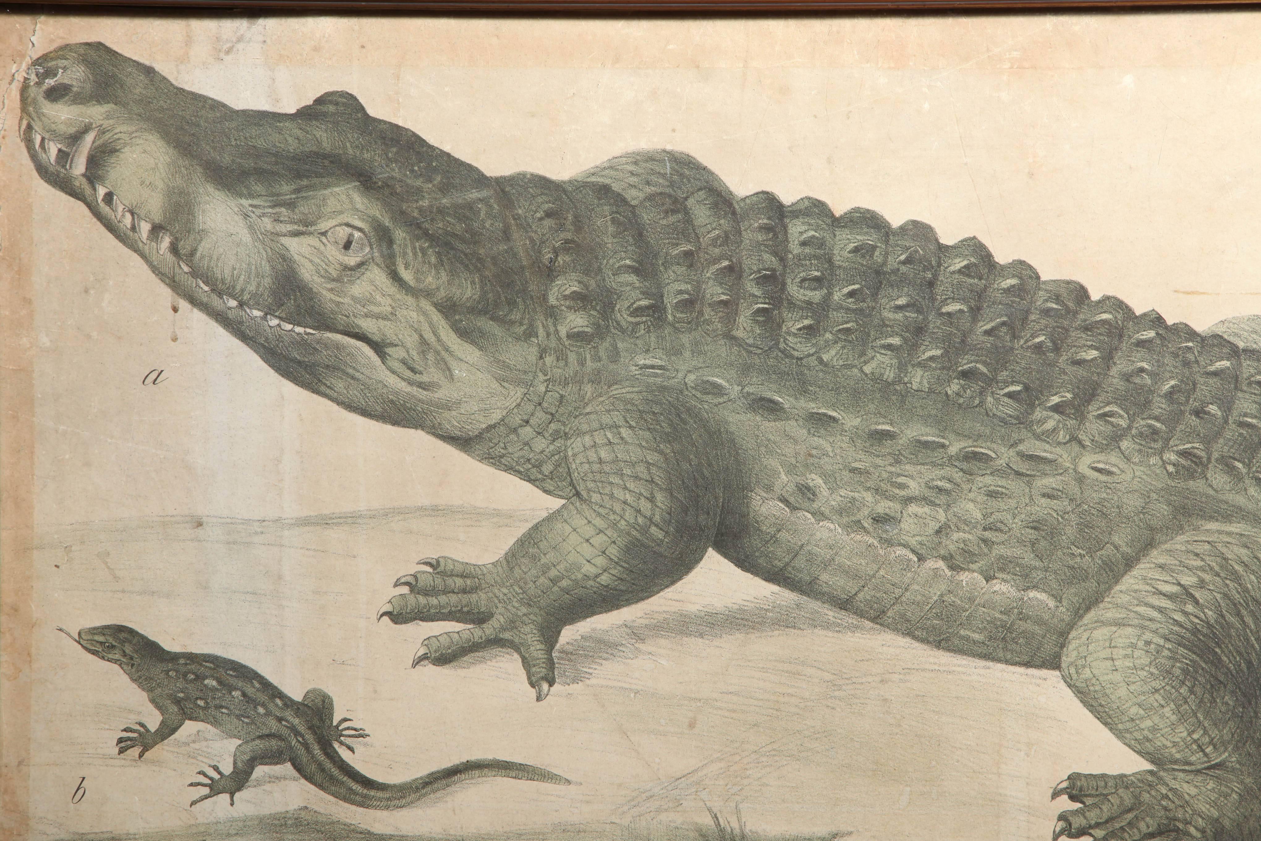 Great Britain (UK) 19th Century English Zoological Print
