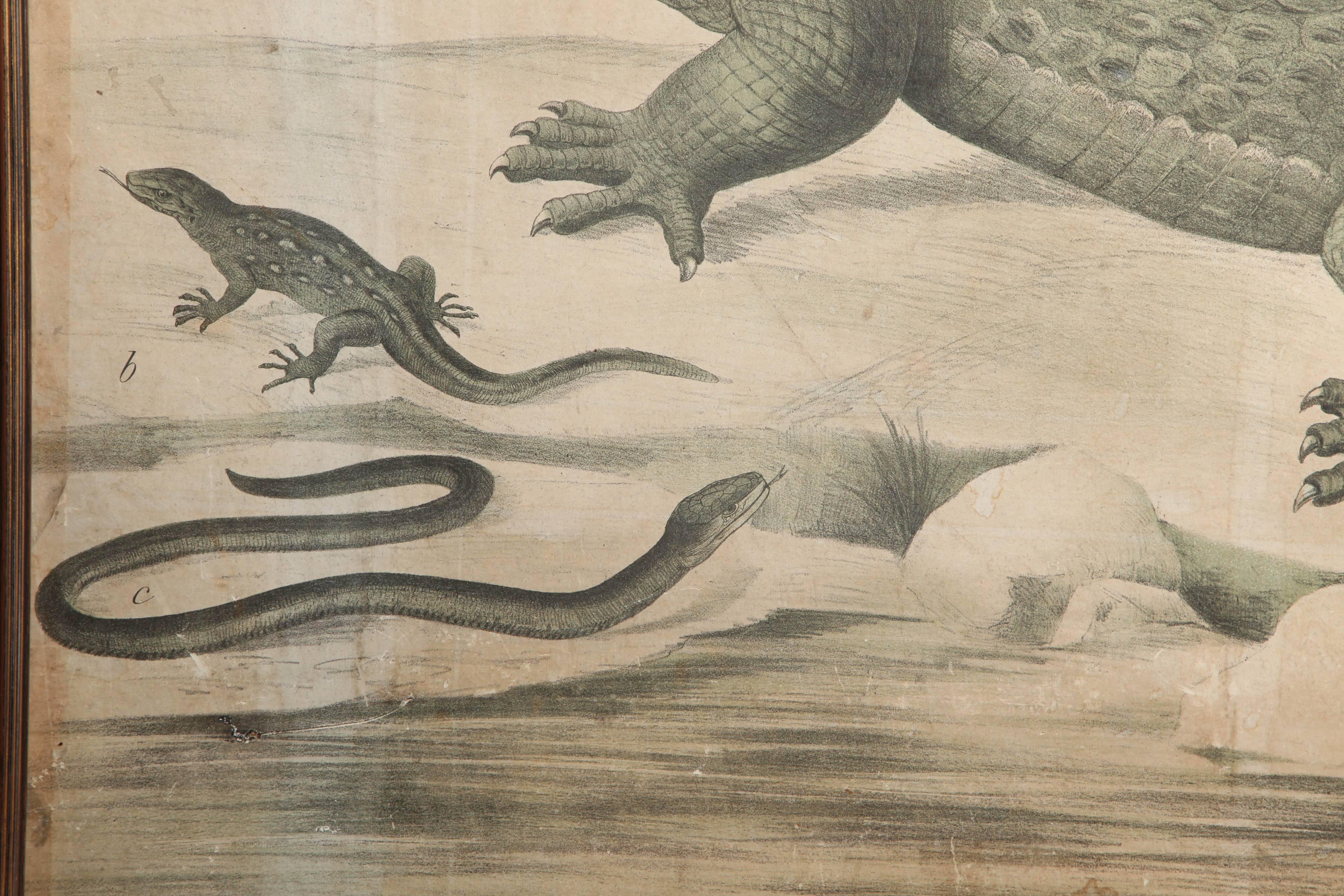 19th Century English Zoological Print In Good Condition In New York, NY