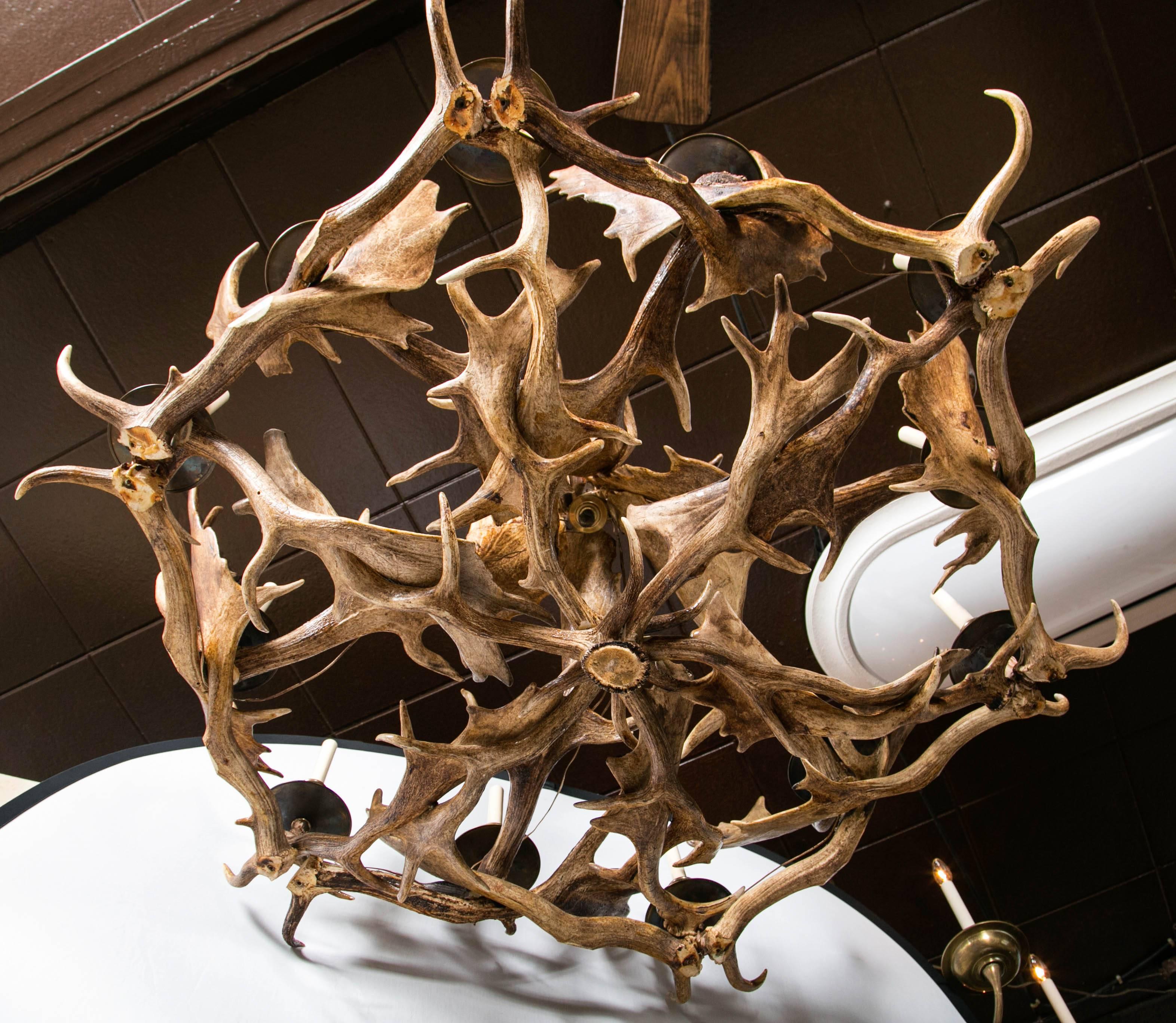 20th Century Fantastic Twelve-Light Caribou Antler Chandelier