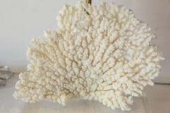 Coral Lamp
