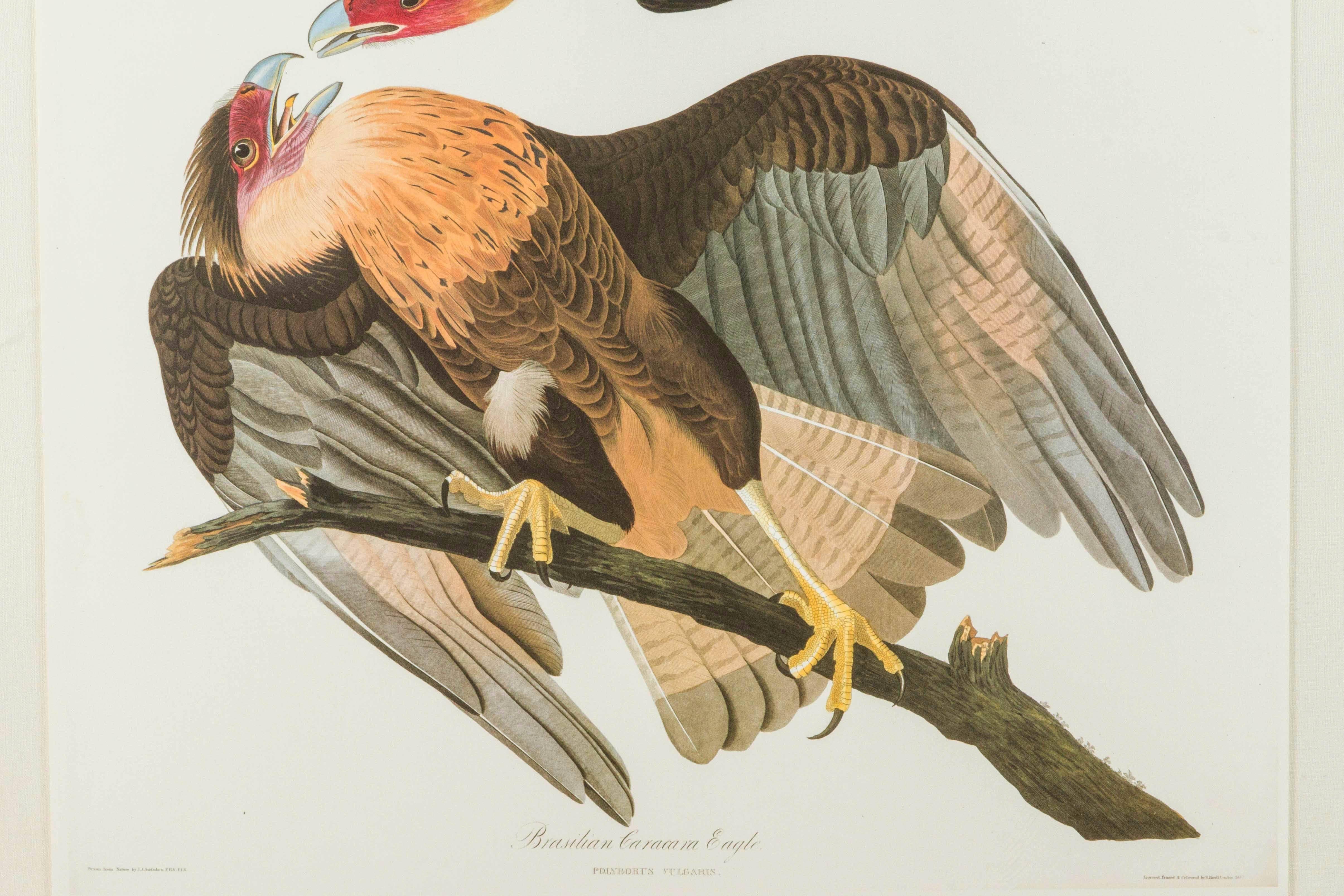 Drawn from nature by J.J. Audubon and engraved, printed and colored by R. Havell 1833.