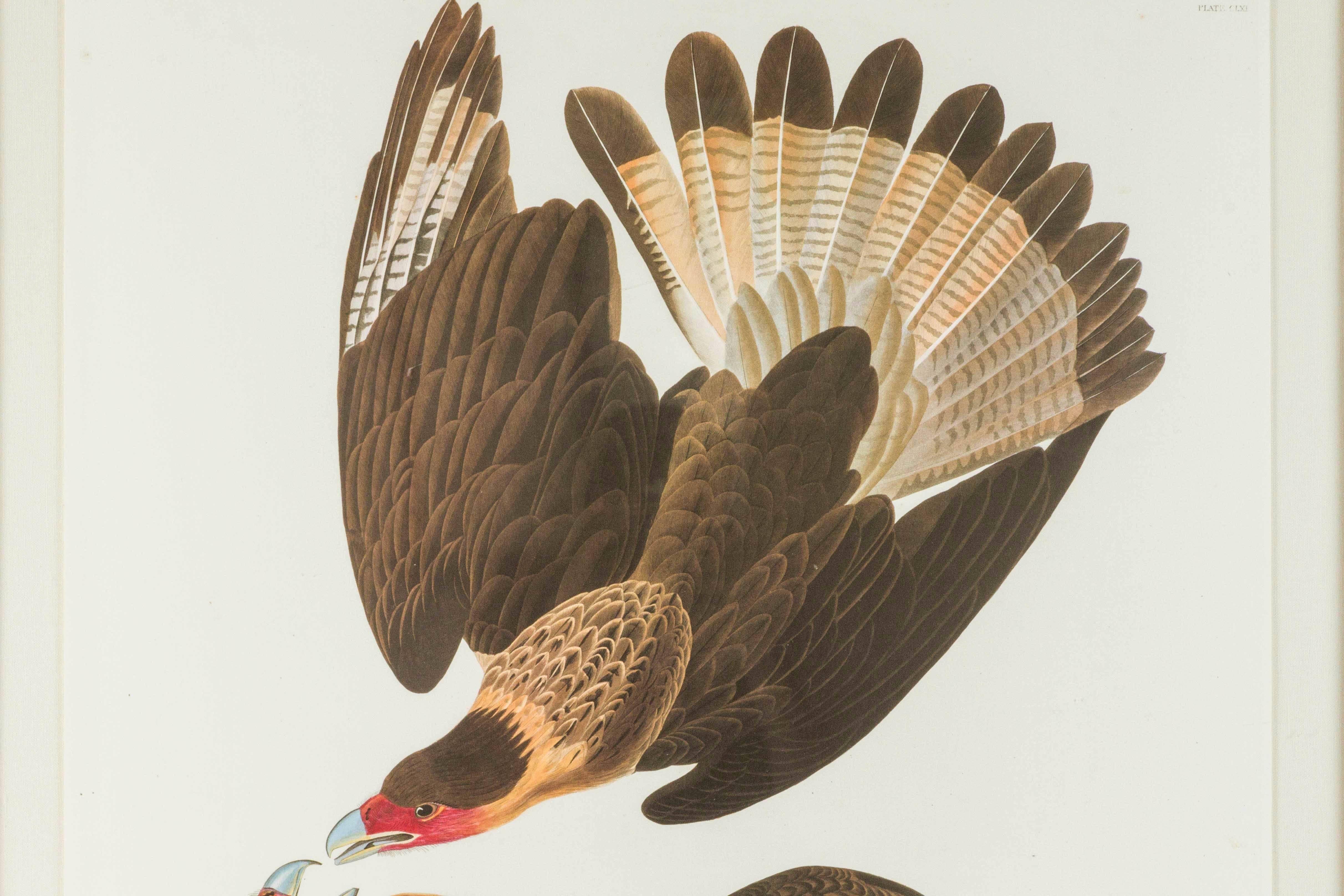 American Brazilian Caracara Eagle Audubon Print