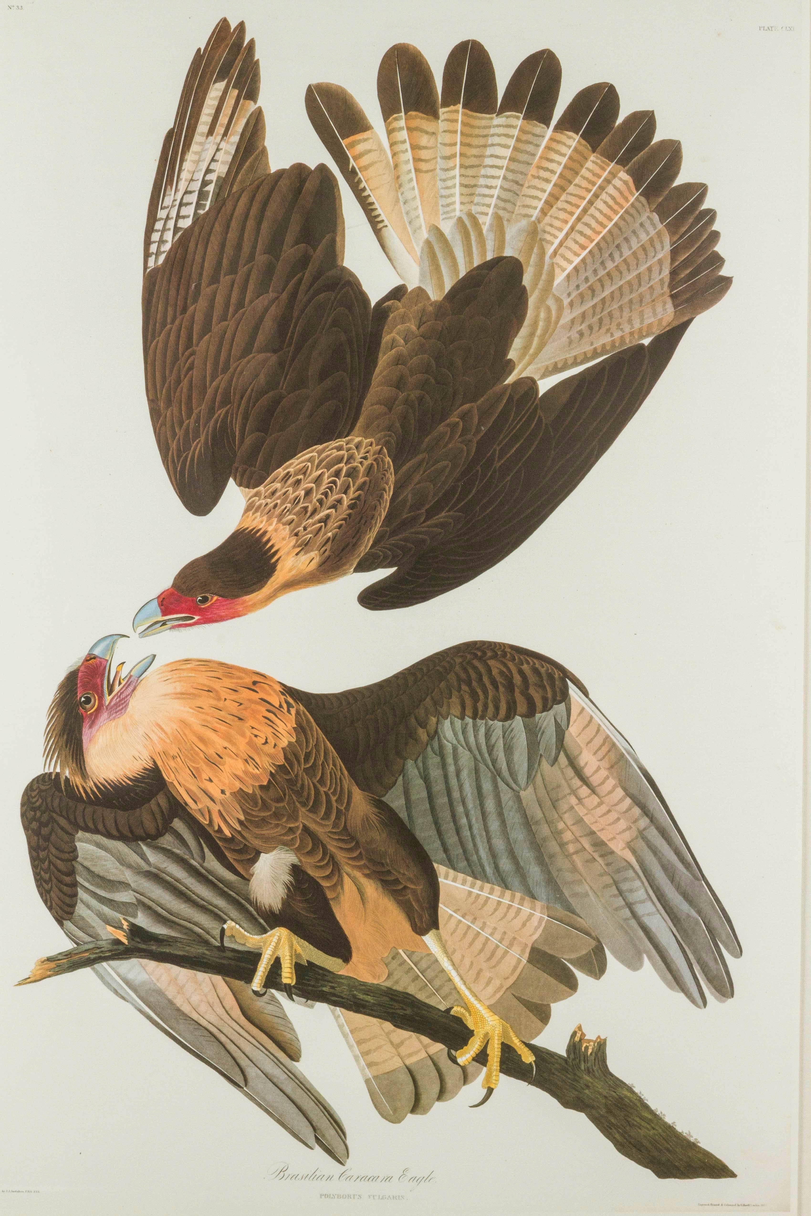 Brazilian Caracara Eagle Audubon Print In Excellent Condition In Santa Monica, CA