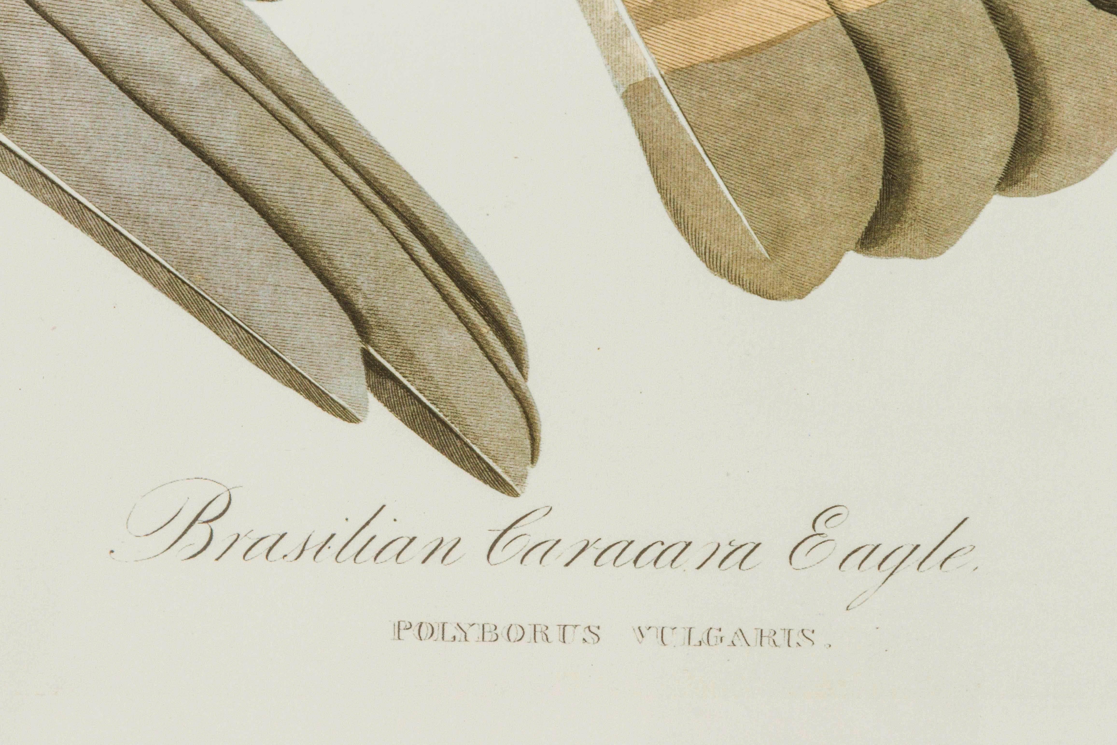 Mid-19th Century Brazilian Caracara Eagle Audubon Print