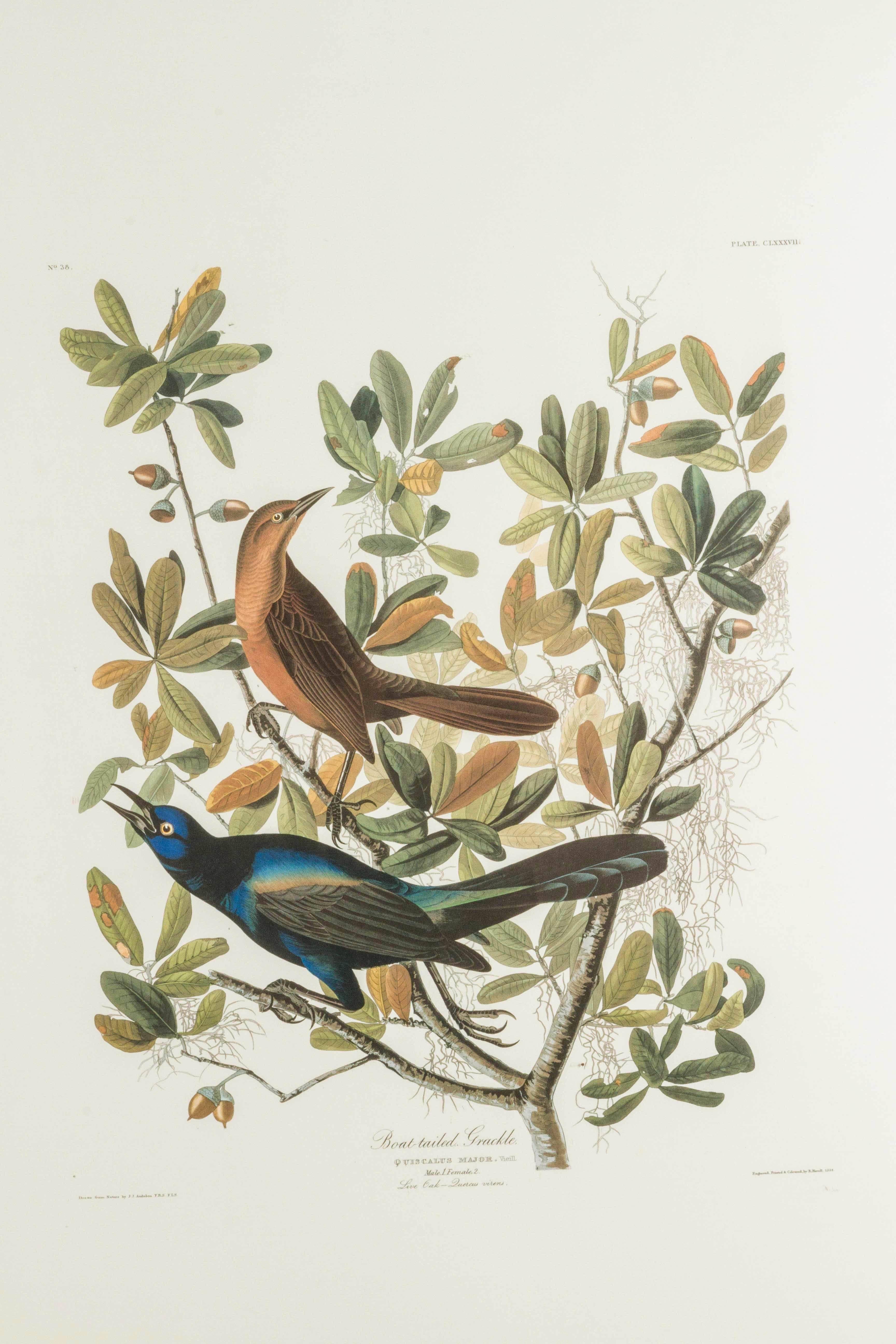 Drawn from Nature by J J Audubon and engraved, printed and colored by R. Havell 1834. the birds are male and female. 