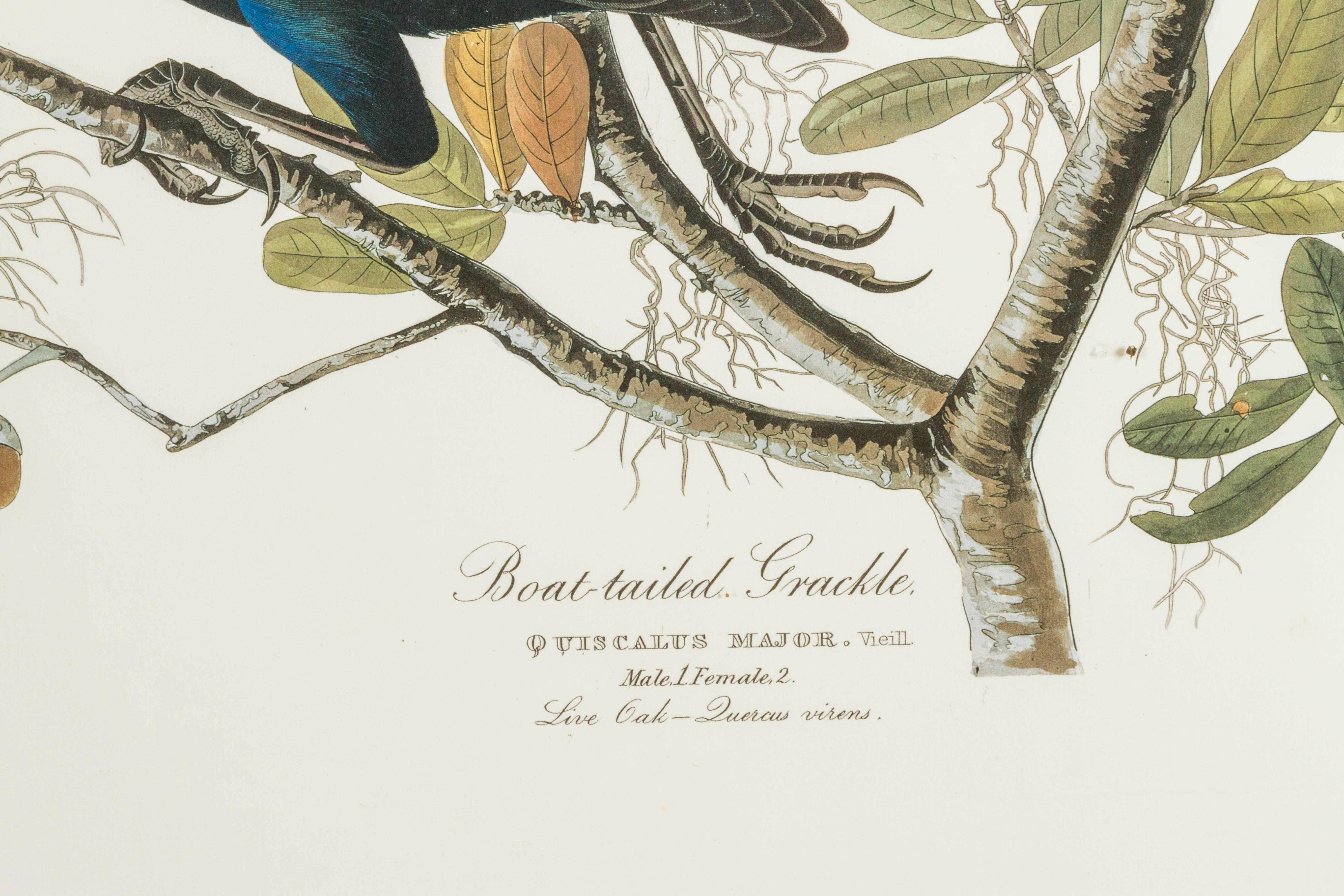 American Boat-Tailed Grackle Audubon print