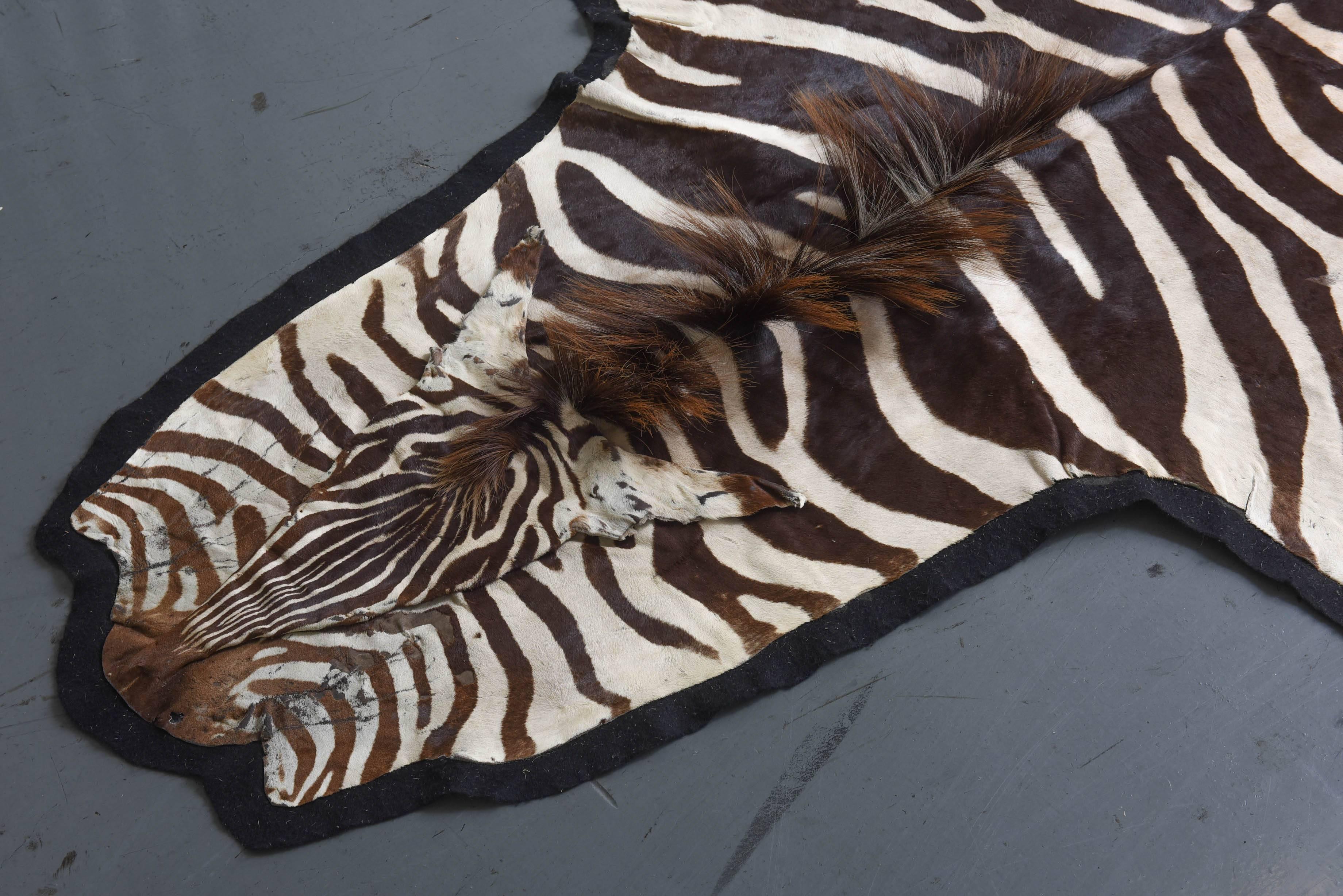Very nice brown zebra skin rug with black felt backing.