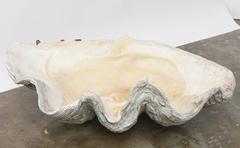 Pair of Rare Giant Natural Clam Shells