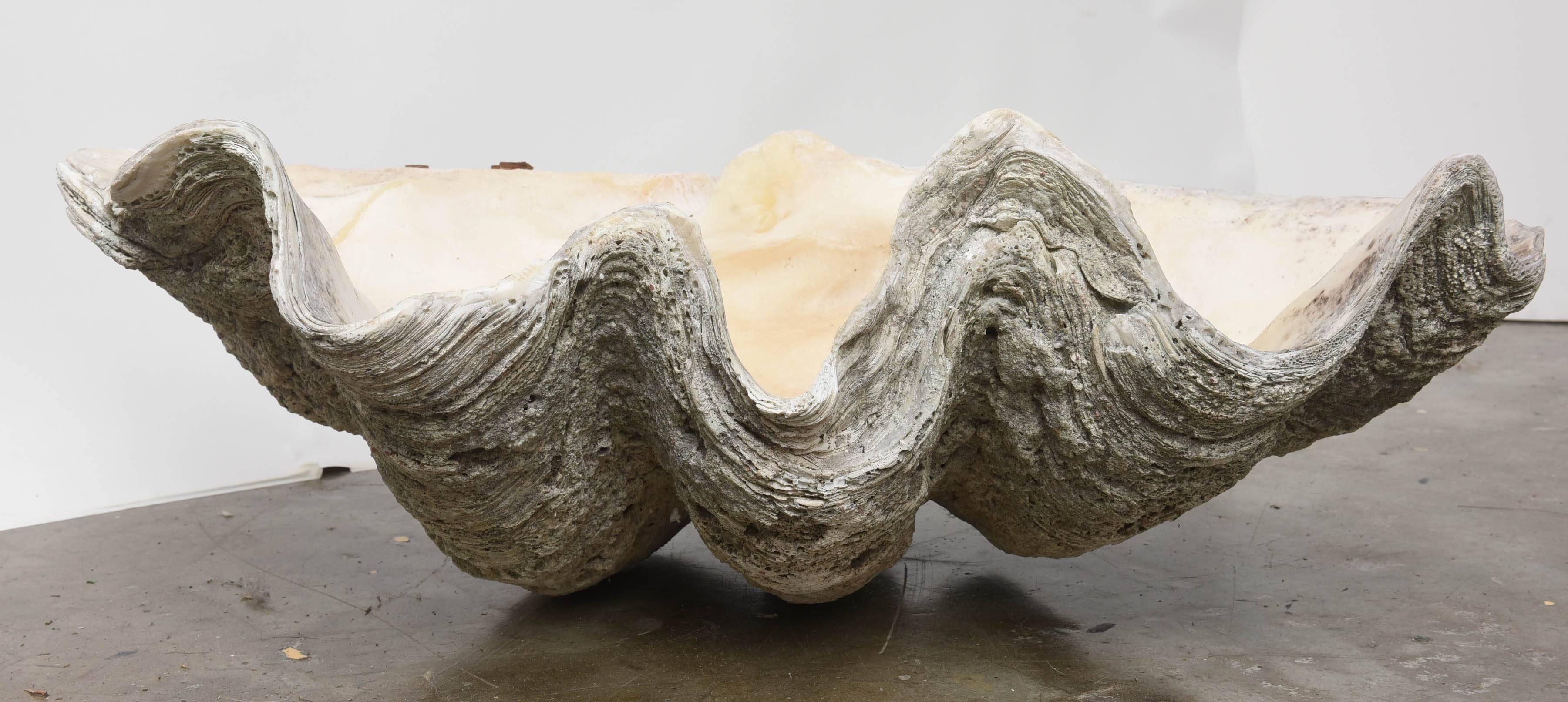 Pair of Rare Giant Natural Clam Shells In Good Condition For Sale In West Palm Beach, FL
