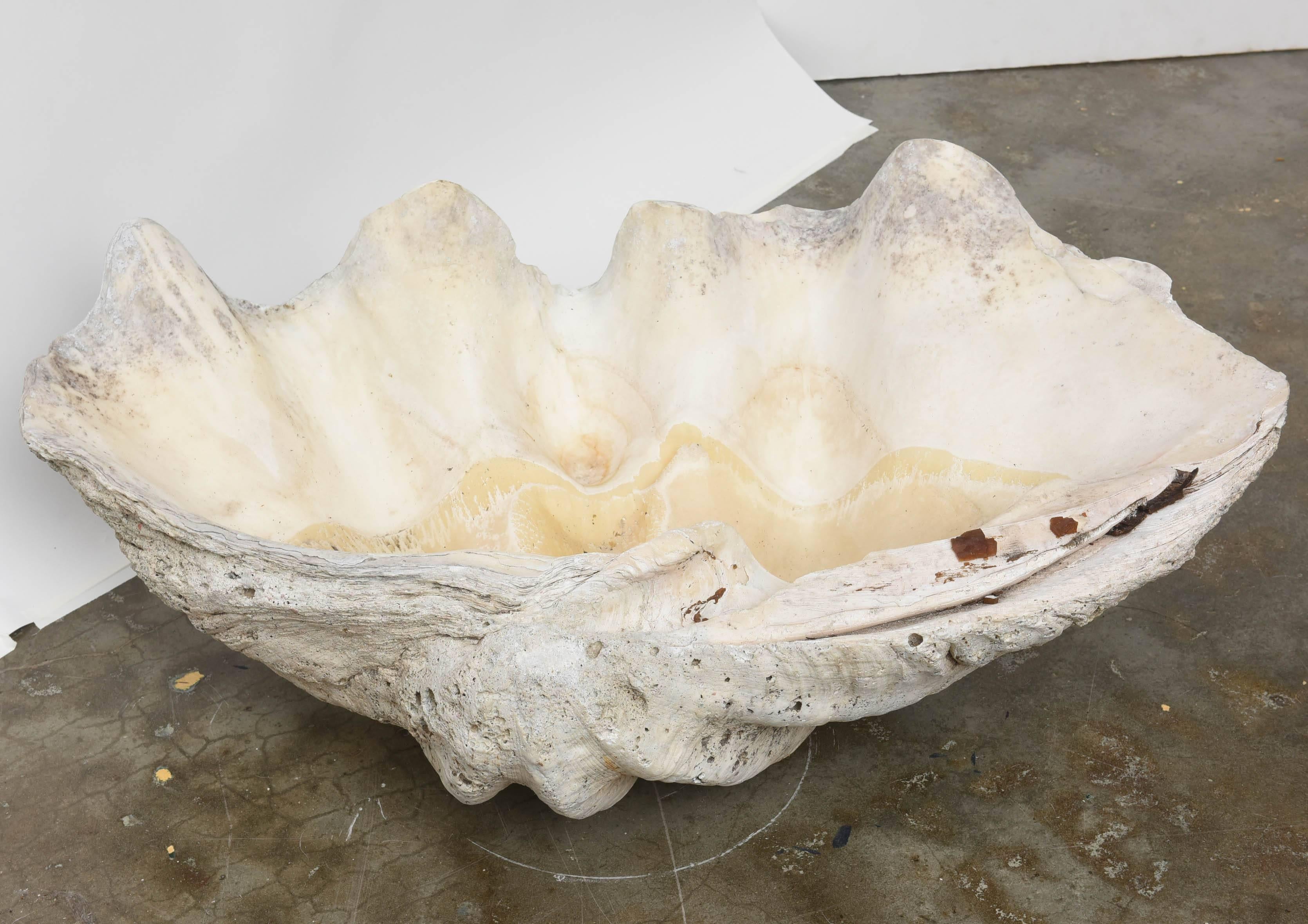 Pair of Rare Giant Natural Clam Shells For Sale 2