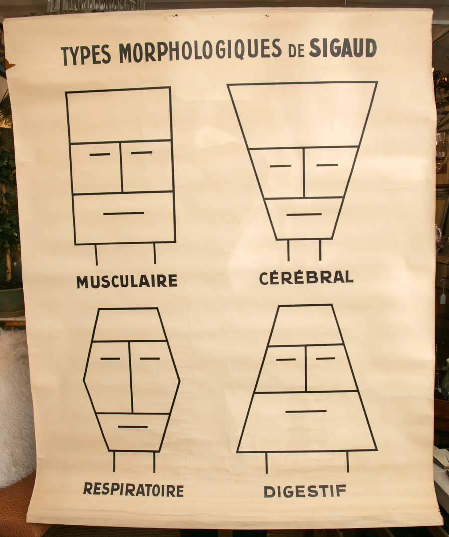 A large graphic chart on heavy paper, perfect for framing. The chart represents the work of the French scientist Claude Sigaud who distinguished constitutional types as (1) MUSCULAIRE, characterized by well-developed muscles, a broad chest, a