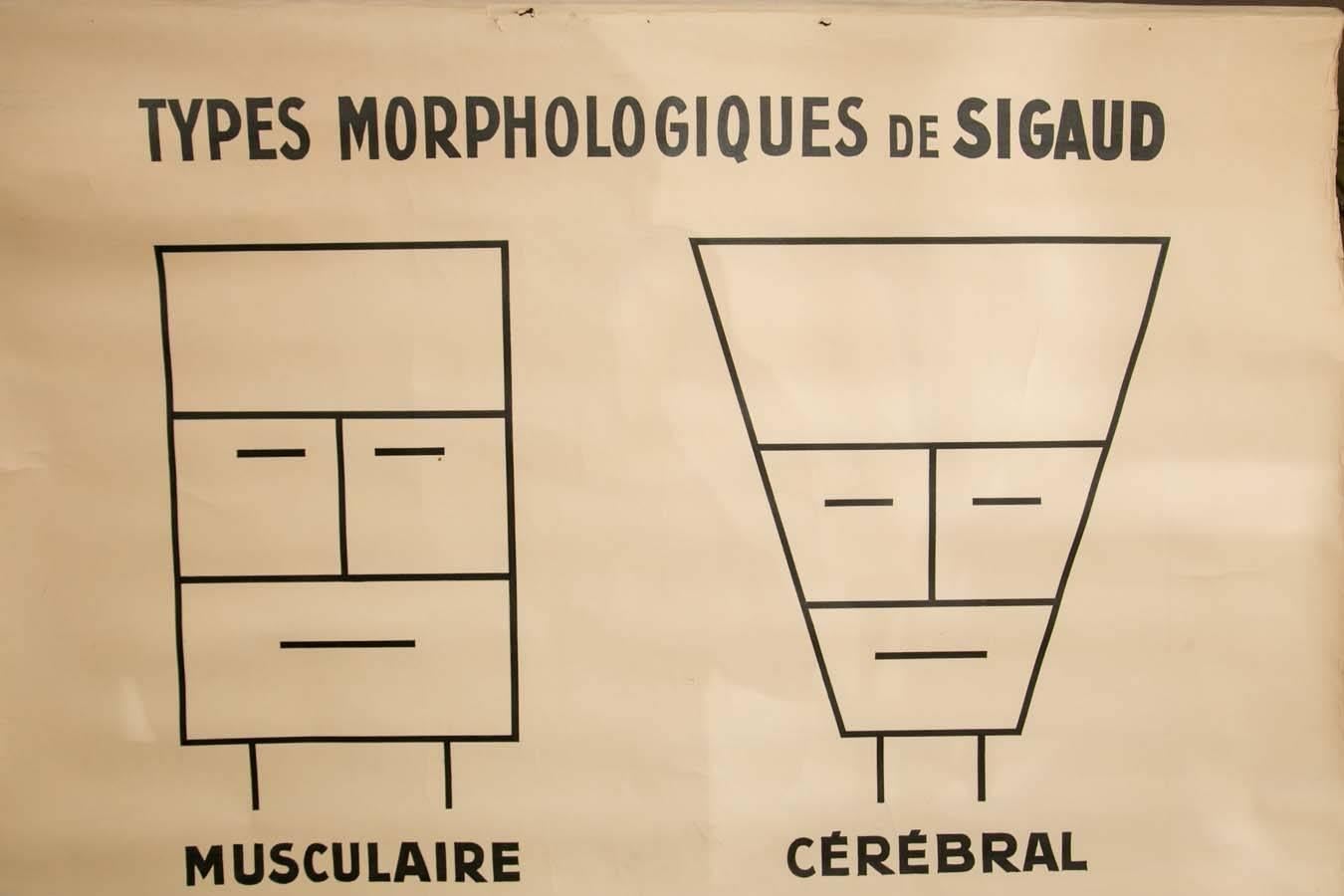 Large Early 20th Century French Morphopsychology Chart 4