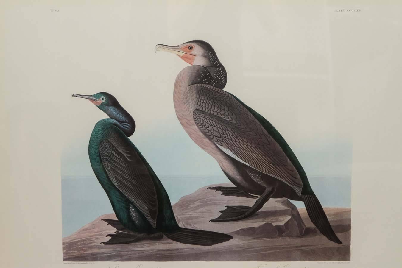 Violet green cormorant phalacrocax resplenens and female in winter townsend's cormorant phalacrocorax townsend and male.
Number 83 Plate CCCCX11.
Drawn from Nature by JJ Audubon FRS. FLS.
Engraved printed and colored by Rob Havell 1838.