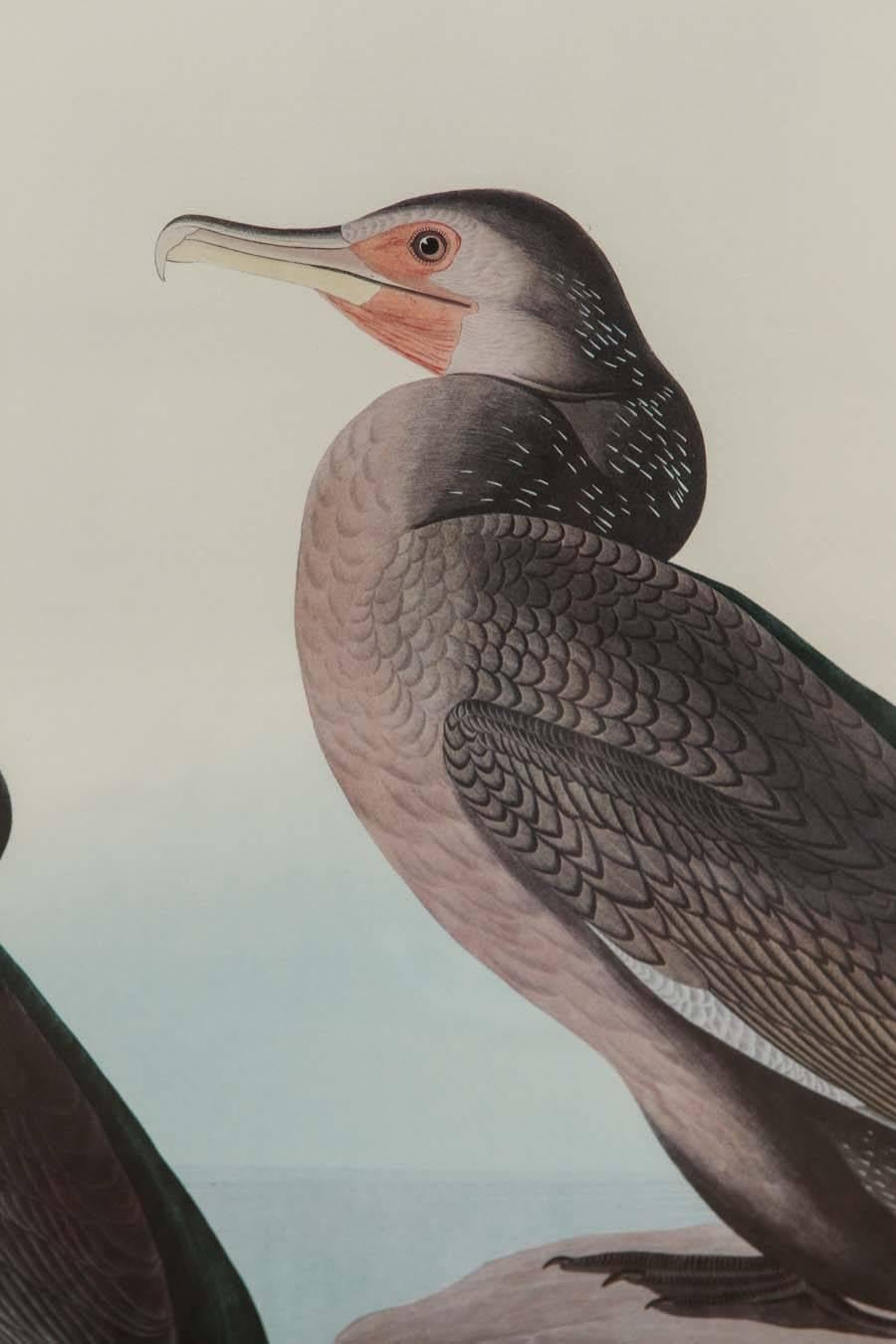 American Classical Audubon Print 