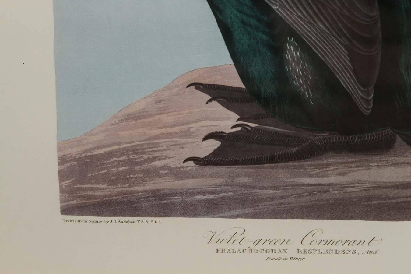 American Audubon Print 