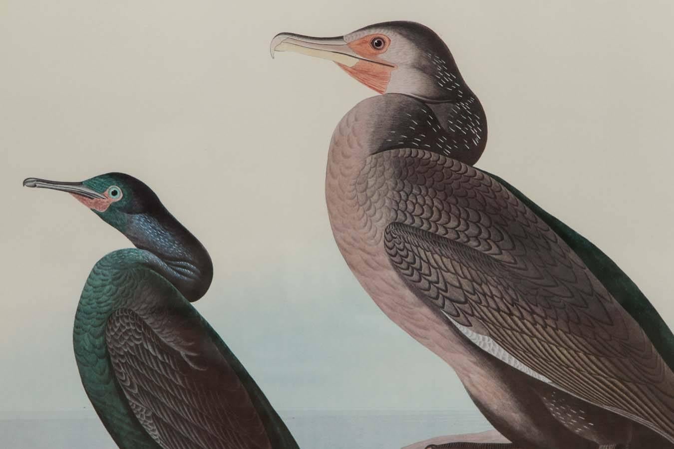 Audubon Print 