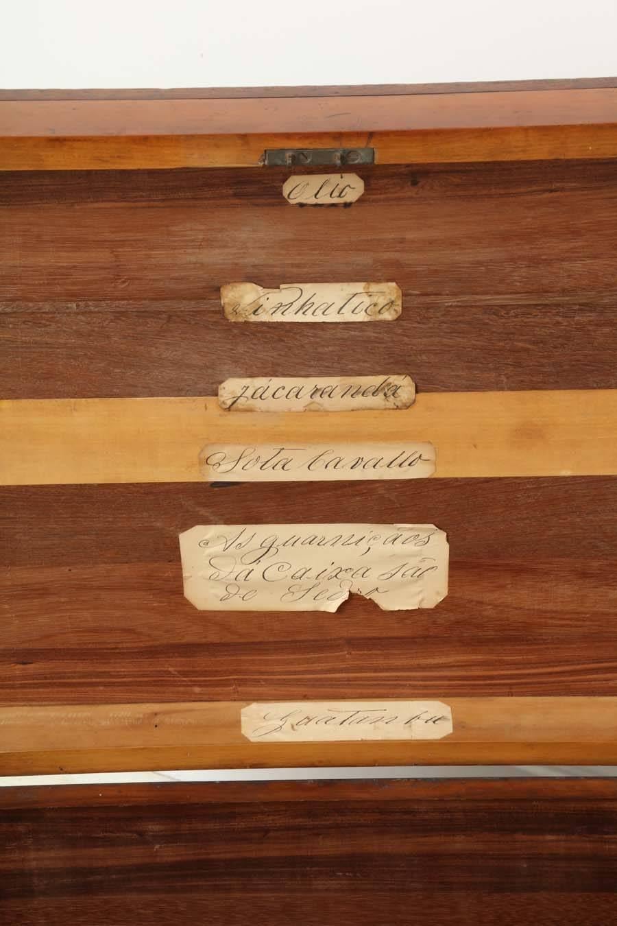 19th Century Portuguese Specimen Wood Travelling Chest For Sale 3