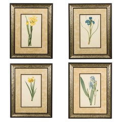 Set of 4 French Victorian colored prints Iris Flower Prints