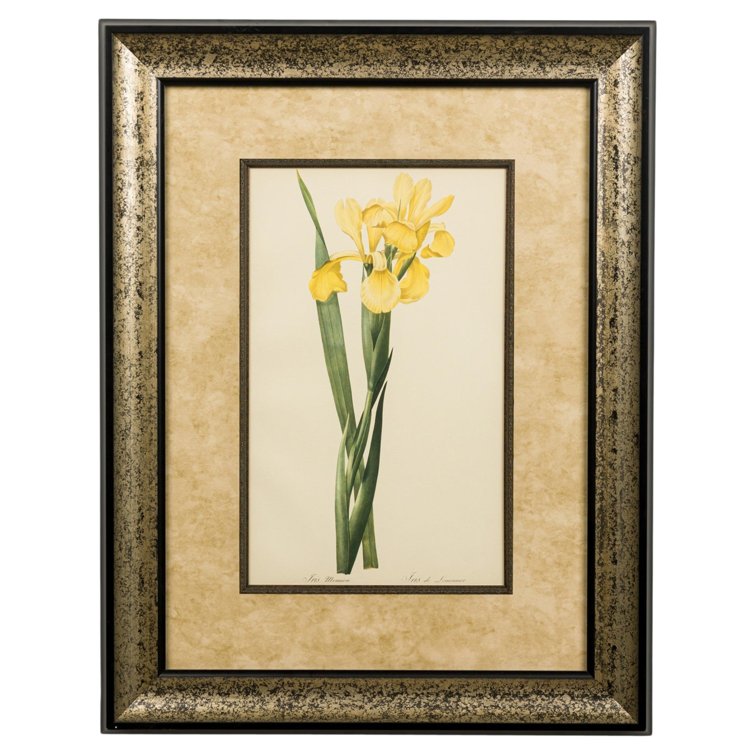 Französisch viktorianischen Aquarell abstrakten Druck einer Iris Monnieri Blume im Angebot