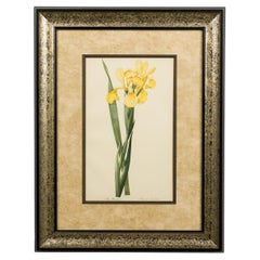 French Victorian Watercolor Abstract Print of a Iris Monnieri Flower