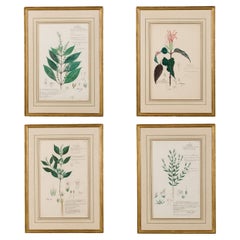 49 Framed American Victorian 19th Century Watercolor Botanical Drawings