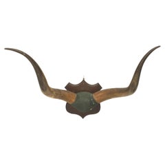 Rustic Long Horn Wall Plaque, Hand-Crafted Mahogany, 20th Century