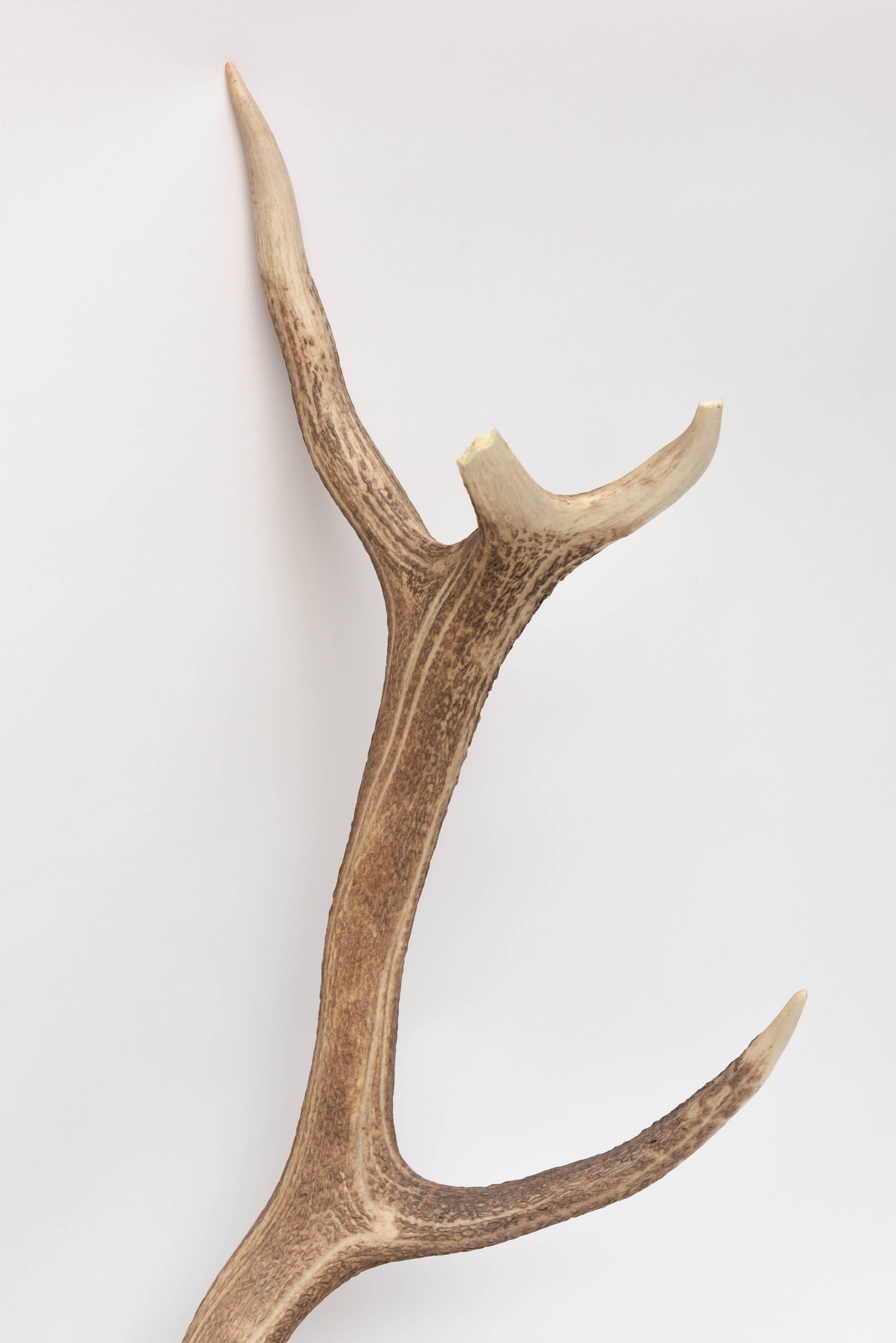 Mid-Century Modern white tail deer buck antlers, horns on a wooden wall-mounted plaque.
Great wall sculpture for hunters.